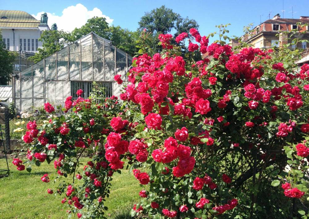 Der Botanische Garten Zagreb