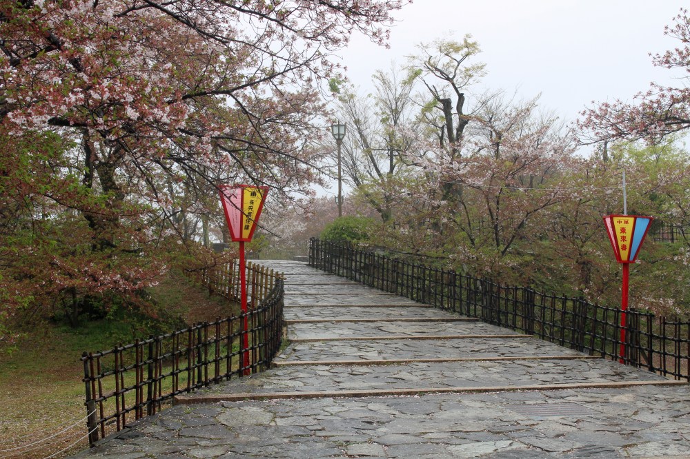 Kirschblüte in Burg Himeji Jo in Japan