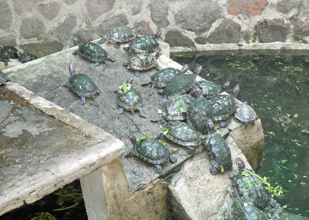 Pagode des Jadekaisers Schildkröten