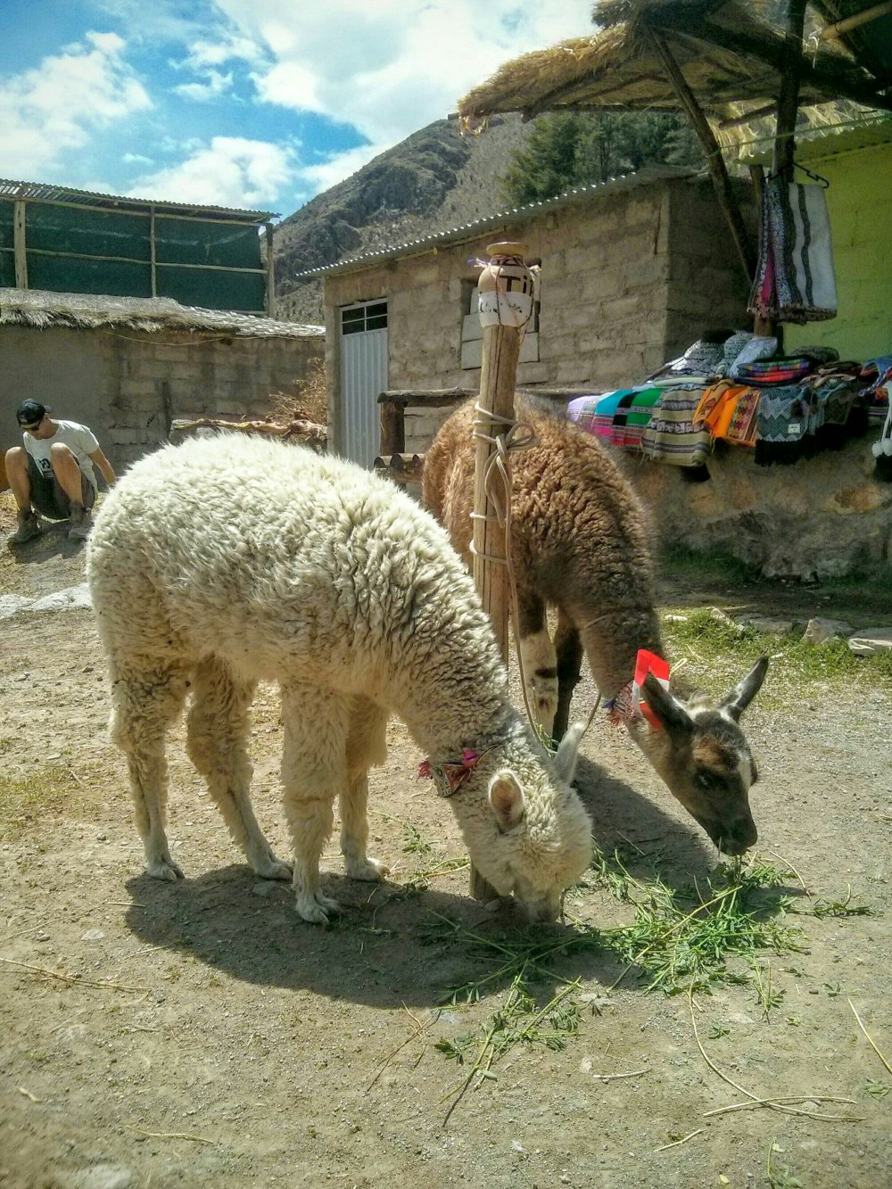 Lama und Alpaka in Peru