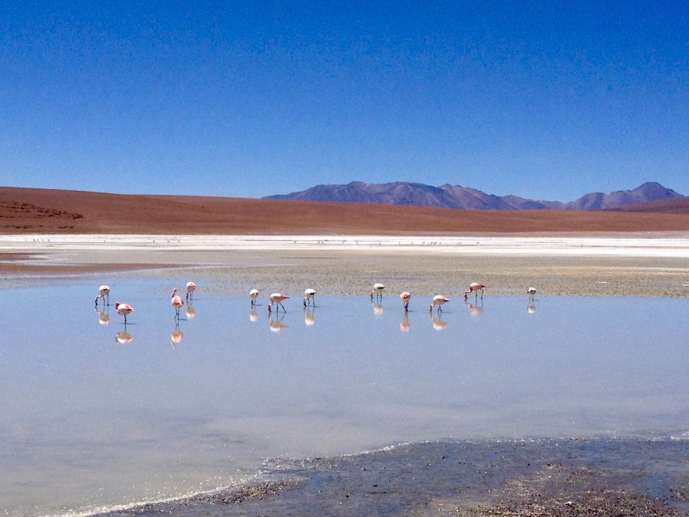 Flamingos im Salar de Uyuni