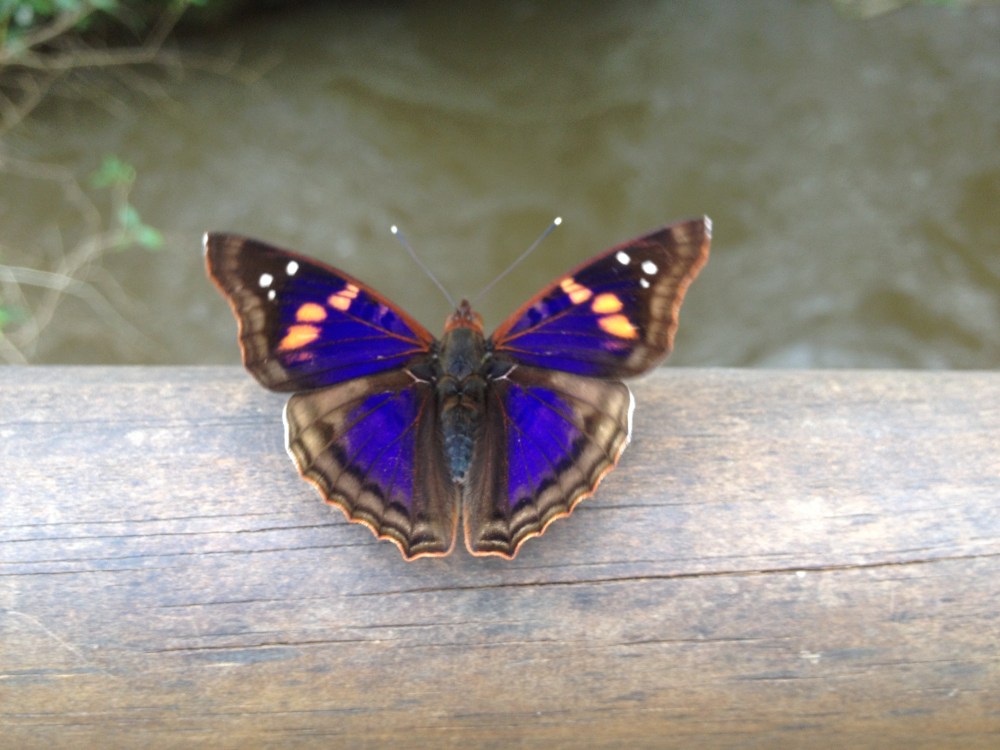 Schmetterlinge Iguazu