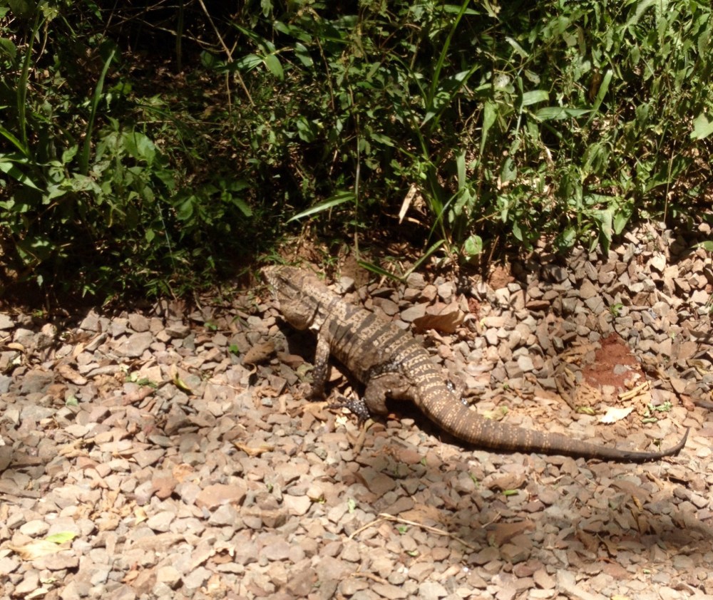 Nationalpark bei Iguazu in Argentinien