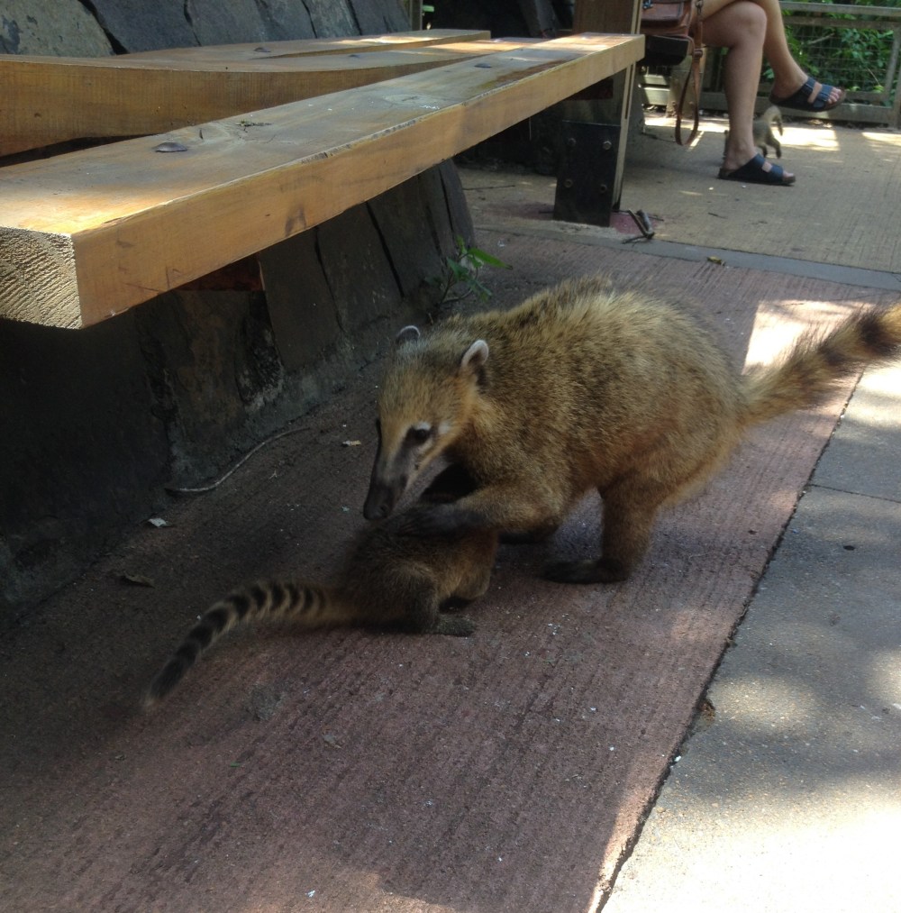 Nasenbären im Nationalpark Iguazu