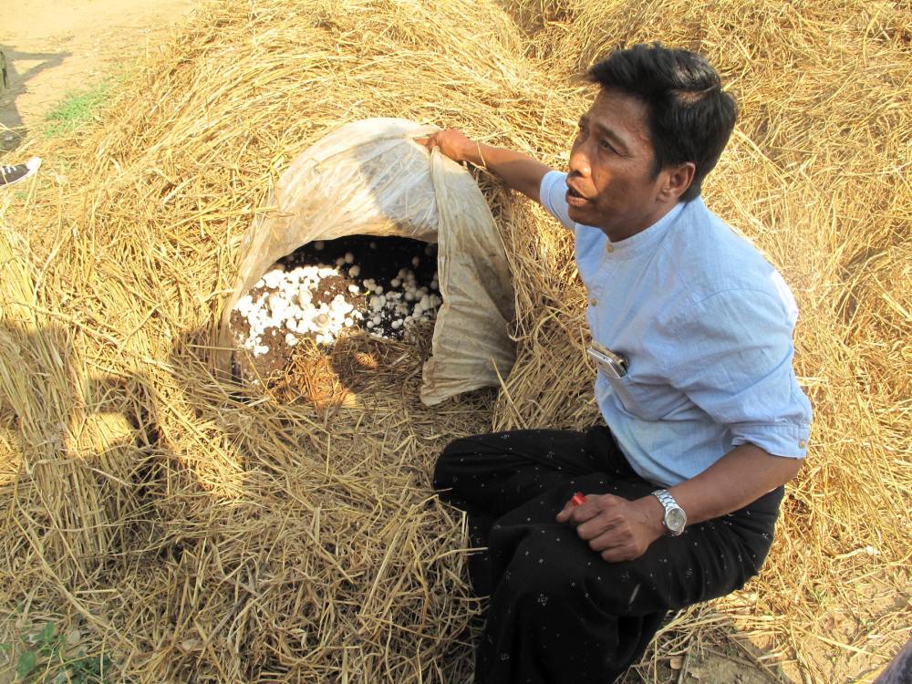 Pilzzucht in Myanmar