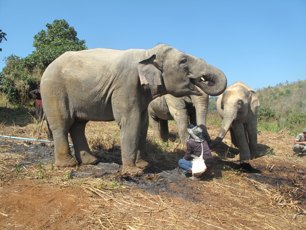 Elephant Nature Park Thailand Chiang Mai